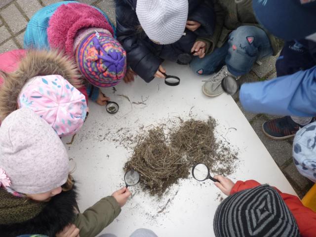 Delfinki  w Ptaszniku